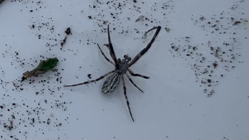 Walckenaer's Feather-legged Spider, Bayern, DE, photo 10 of 10