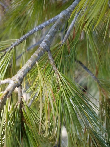 Pinus peuce, photograph 3