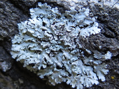 Heterodermia obscurata