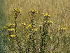 Helichrysum difficile