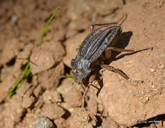 Callyntra inconsiderata