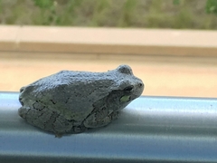 Hyla versicolor