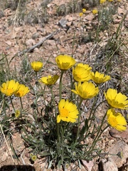 Tetraneuris argentea