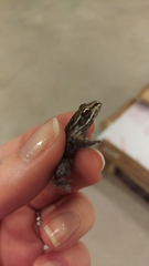 Lithobates sphenocephalus