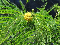 Leucaena greggii