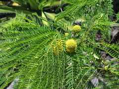Leucaena greggii