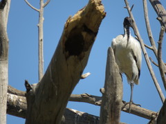 Threskiornis aethiopicus