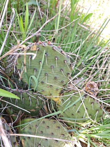 Opuntia cymochila