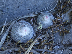 Epithelantha unguispina