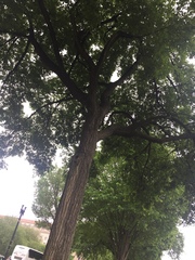 Ulmus americana