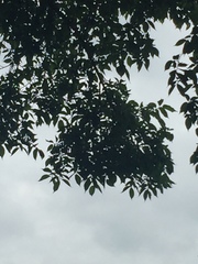 Ulmus americana