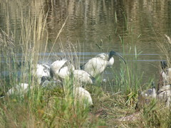 Threskiornis aethiopicus