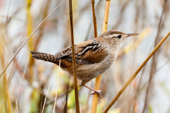 Marsh Wren photo 3