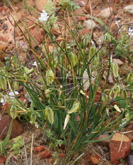 Albuca acuminata