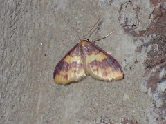 Lophosis labeculata