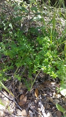 Galium cliftonsmithii