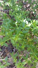 Galium cliftonsmithii