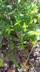 Galium cliftonsmithii
