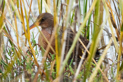 Rallus obsoletus