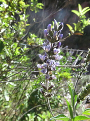 Otholobium pubescens