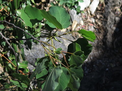 Bauhinia macranthera