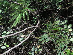 Bauhinia macranthera