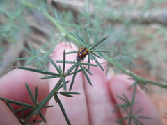 Crioceris bicruciata