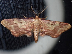 Idaea furciferata