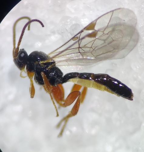 Orthocentrus thomsoni