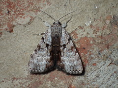 Catocala andromedae