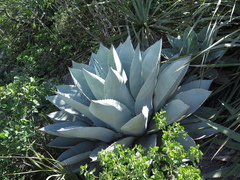 Agave ovatifolia