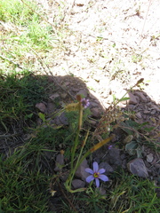Sisyrinchium chilense