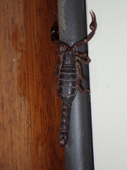 Vaejovis carolinianus