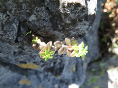Sedum calcicola