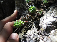 Sedum calcicola