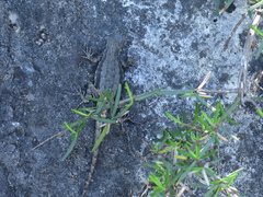 Sceloporus couchii