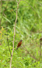 Sporophila minuta image