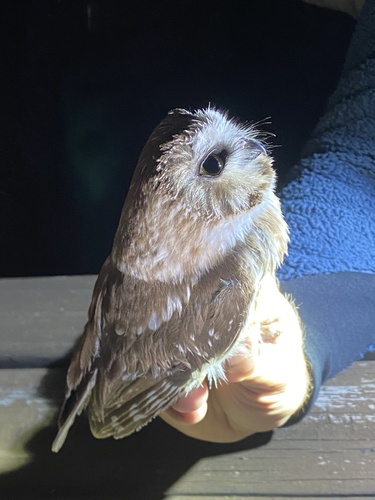 iNaturalist observation photo of Northern Saw-whet Owl