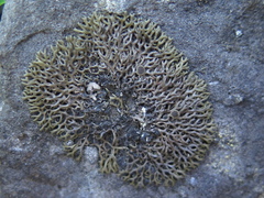 Speerschneidera euploca