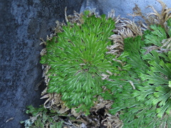 Selaginella pilifera