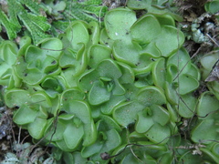 Pinguicula gracilis