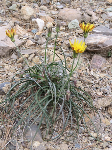 Image of Gelasia cretica by (c) Ronald Flipphi, some rights reserved (CC BY-SA)
