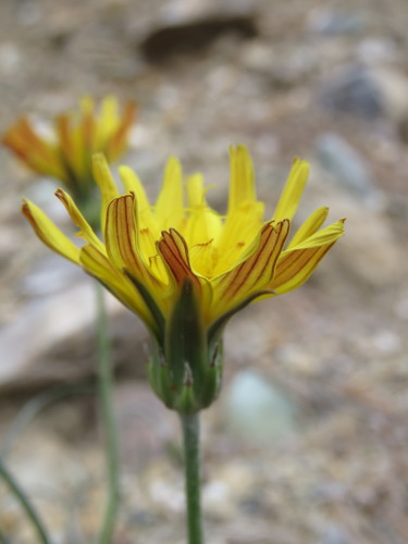 Image of Gelasia cretica by (c) Ronald Flipphi, some rights reserved (CC BY-SA)