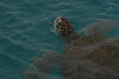 Chelonia mydas