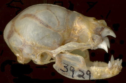 Common Vampire Bat