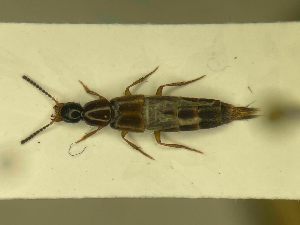 Philonthus hepaticus