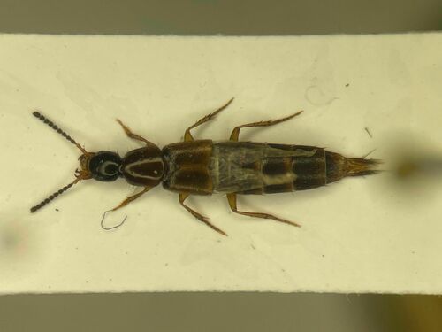 Philonthus hepaticus