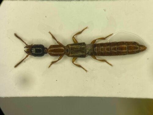 Oxybleptes kiteleyi