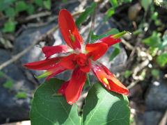Castilleja scorzonerifolia