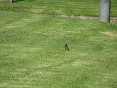 Passer melanurus